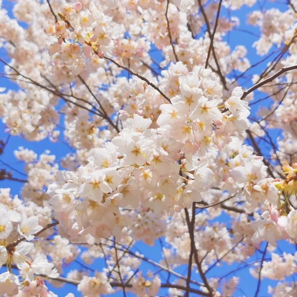 Meet your Posher, Lu - Picture 1 of 1